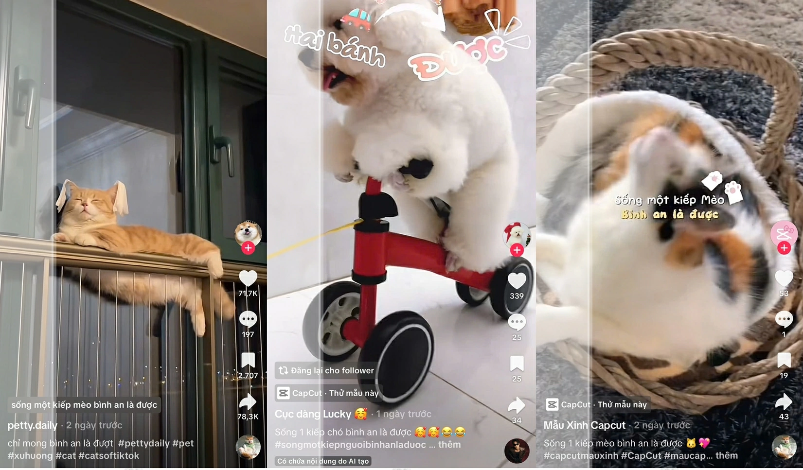 Phần cốt lõi của thông điệp này là: Tất cả phiền não, biết xả là được”. Và Gen Z đã thật sự xả với thú cưng của chính mình, chỉ cần Bình an là được. Ảnh: Trúc Sơn