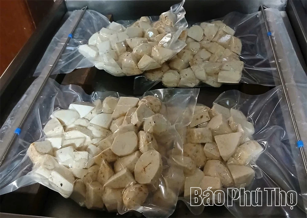 Khoai sọ Phúc Sạn - Hương vị từ đất trời vùng lòng hồ sông Đà