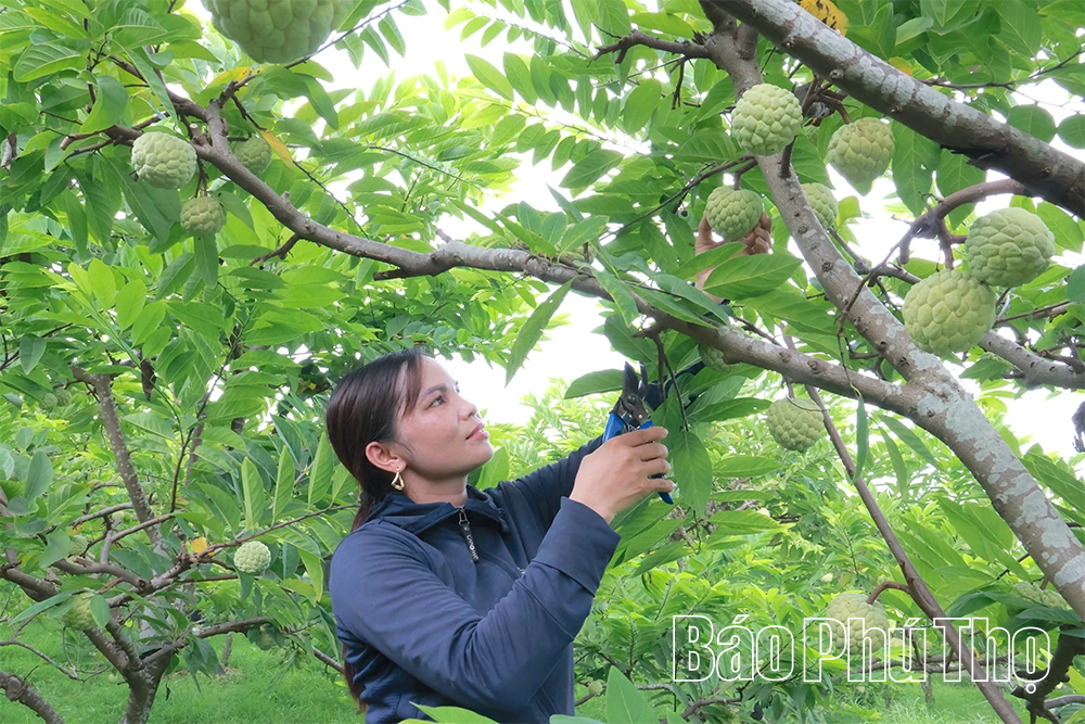Tìm về đặc sản na dai Bồ Lý