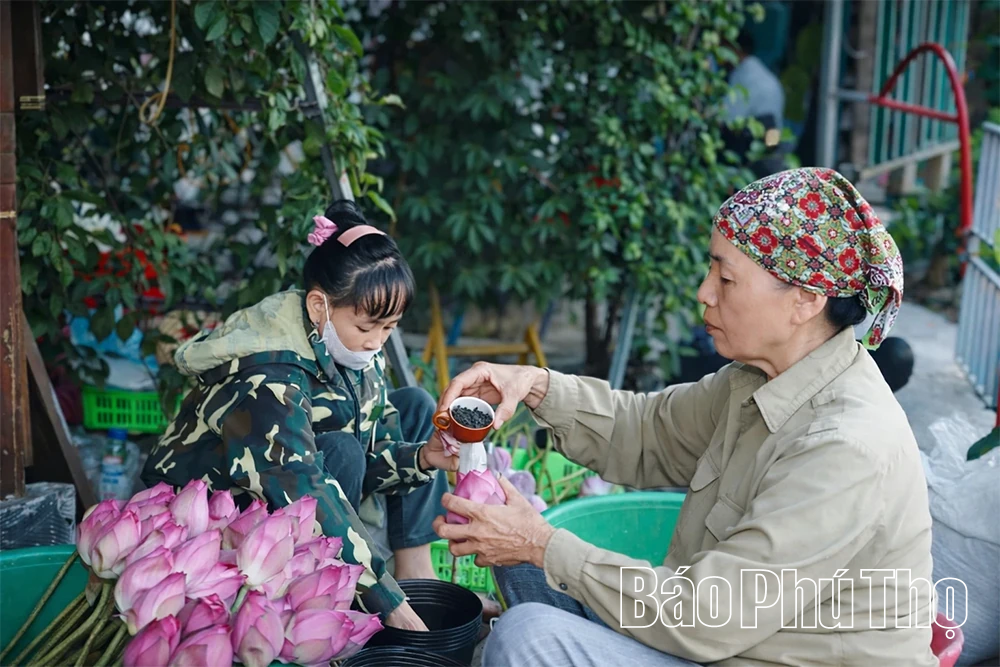 Hương sen gọi mùa