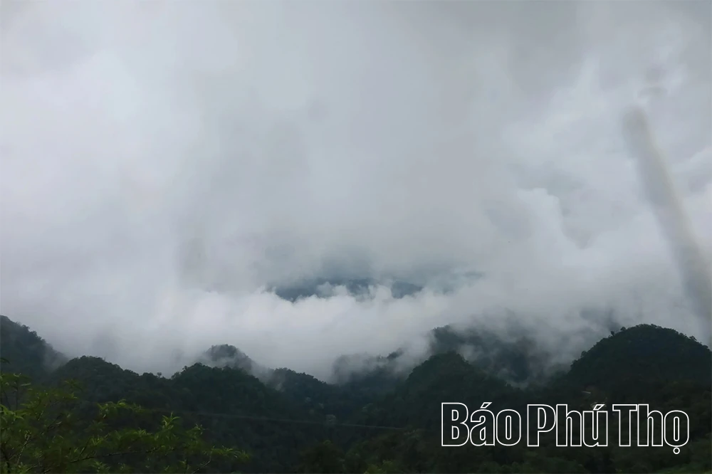 Khám phá quần thể chè Shan Tuyết cổ thụ ở Pà Cò