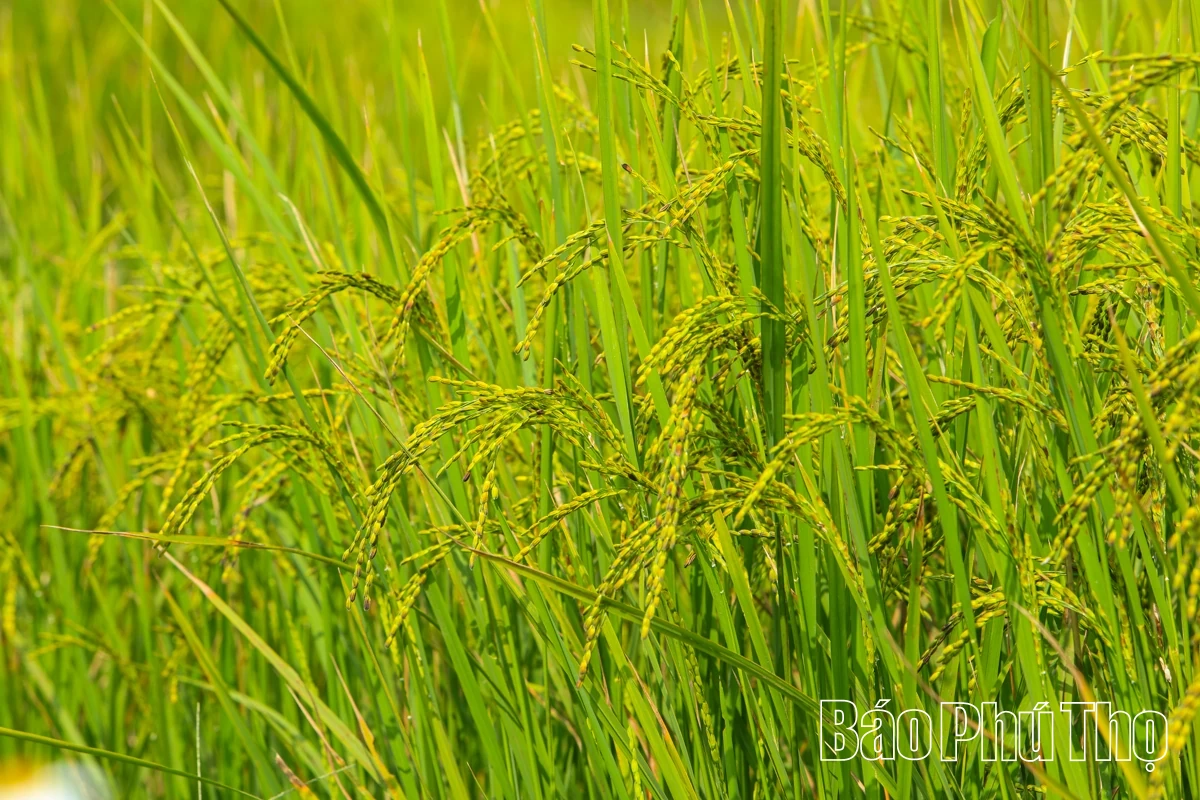 Thả hồn trên đỉnh Miền Đồi