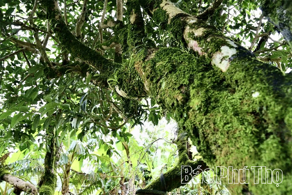 Khám phá quần thể chè Shan Tuyết cổ thụ ở Pà Cò