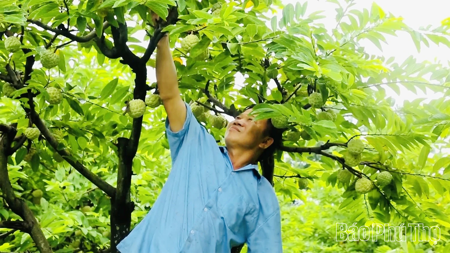 Câu chuyện về na dai Bồ Lý