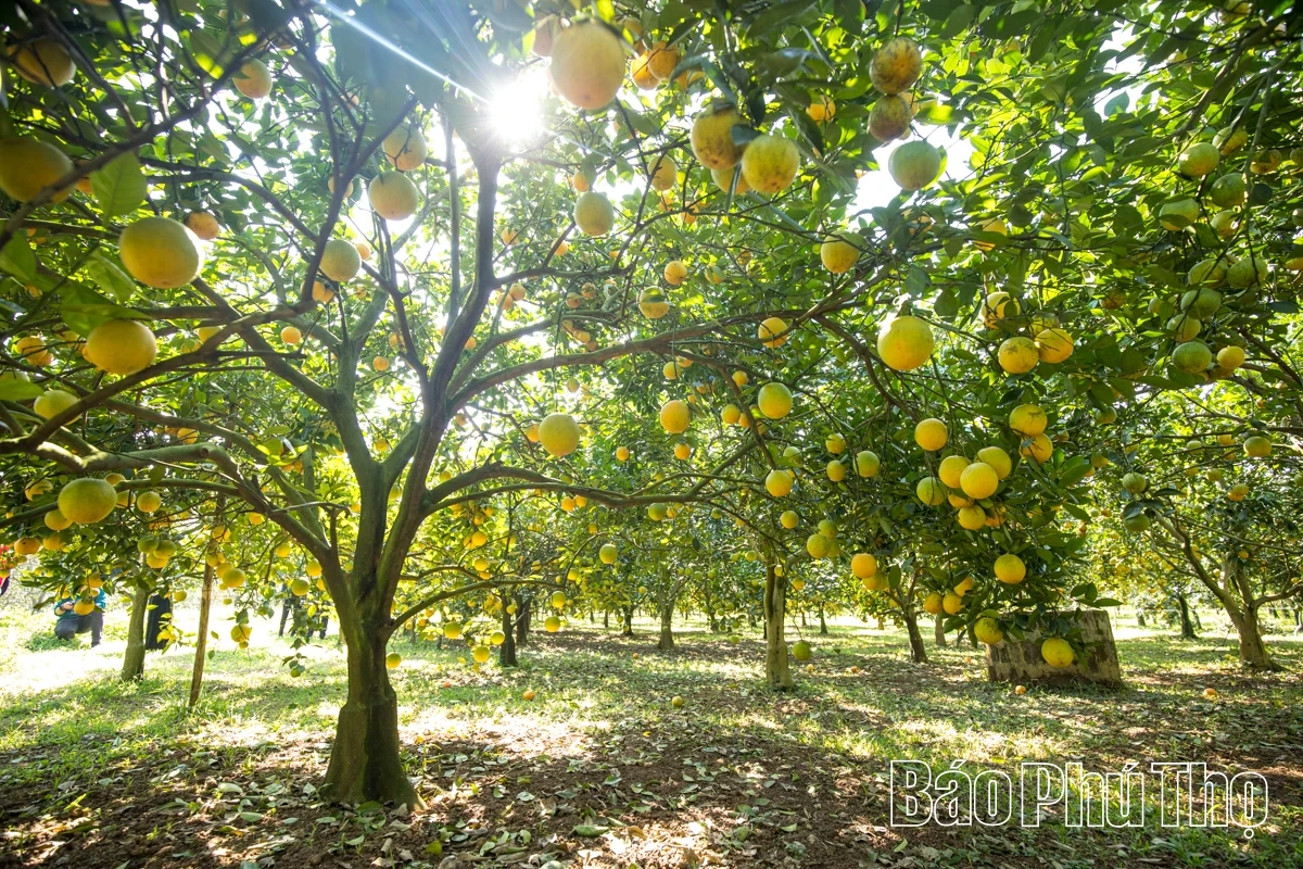 Trải nghiệm giữa sắc cam Cao Phong rực rỡ