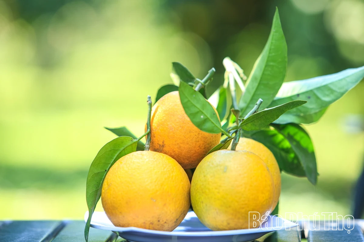 Trải nghiệm giữa sắc cam Cao Phong rực rỡ