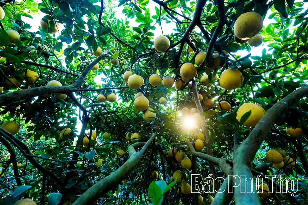 Thơm hương vị bưởi đỏ Tân Lạc