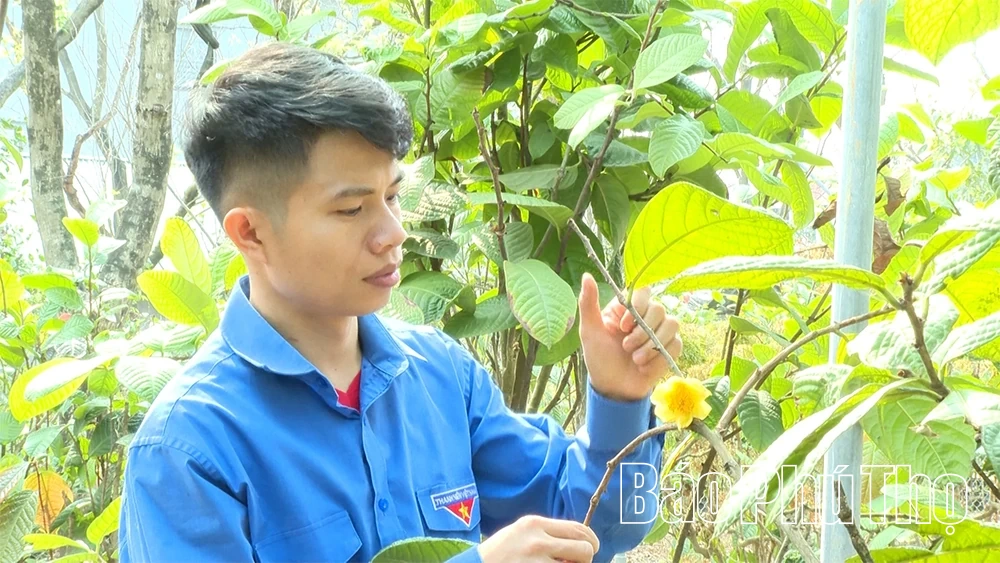 Hành trình cứu cánh “nữ hoàng trà” của chàng kỹ sư trẻ