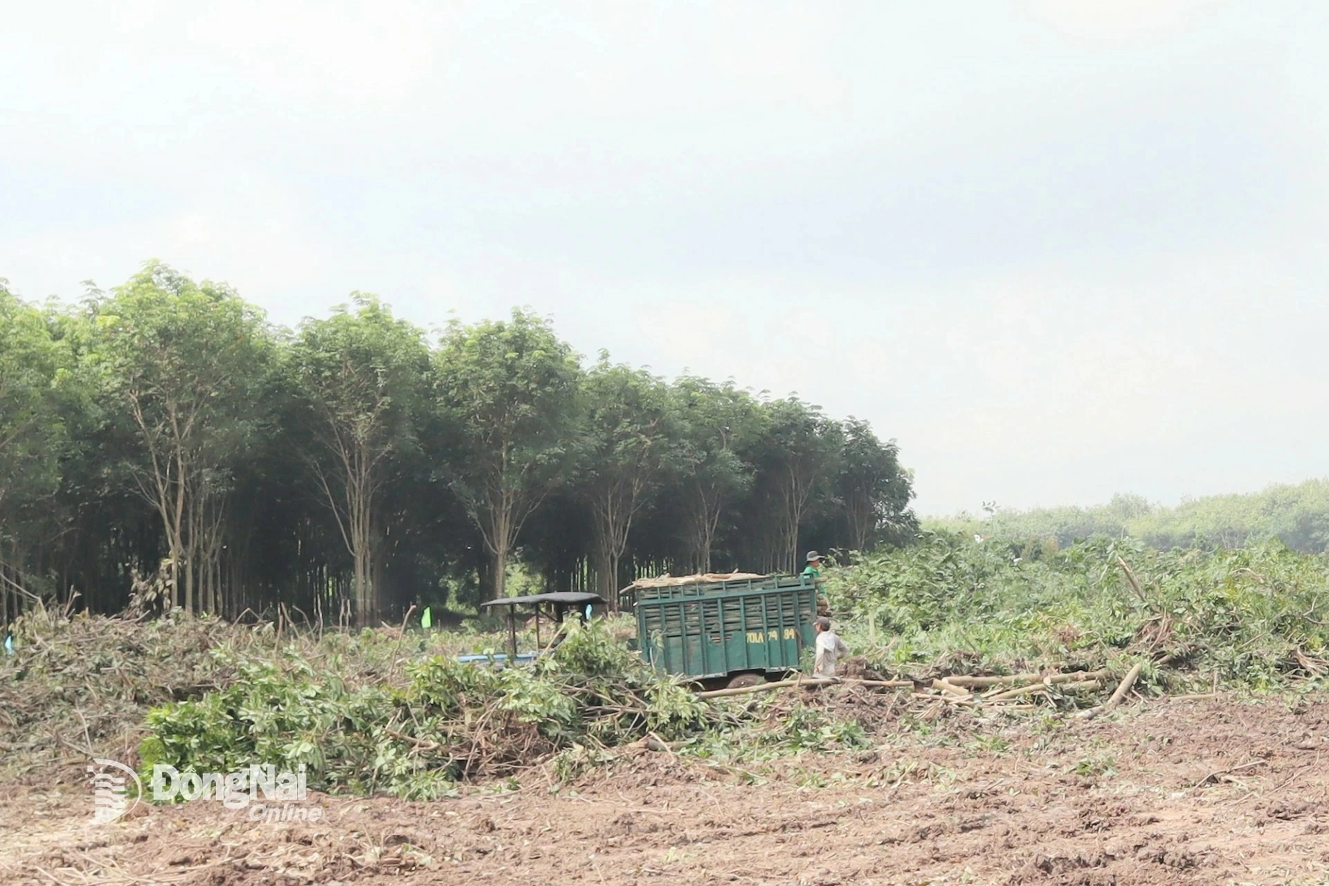 Người dân cưa cắt vườn cây cao su bàn giao mặt bằng Dự án Đường cao tốc Gia Nghĩa - Chơn Thành đoạn qua xã Nha Bích, tỉnh Đồng Nai. Ảnh tư liệu