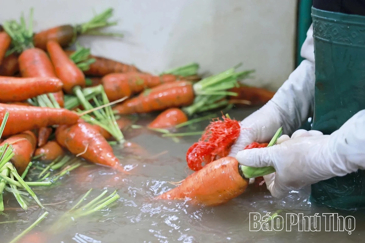 Hối hả trên đồng Tứ Xã