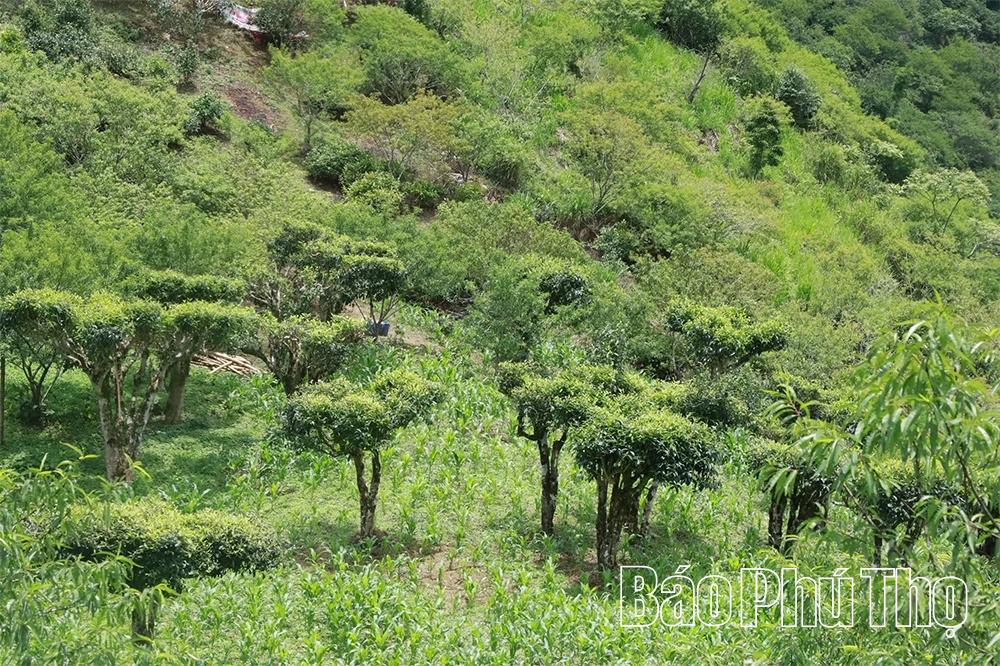 Khám phá quần thể chè Shan Tuyết cổ thụ ở Pà Cò