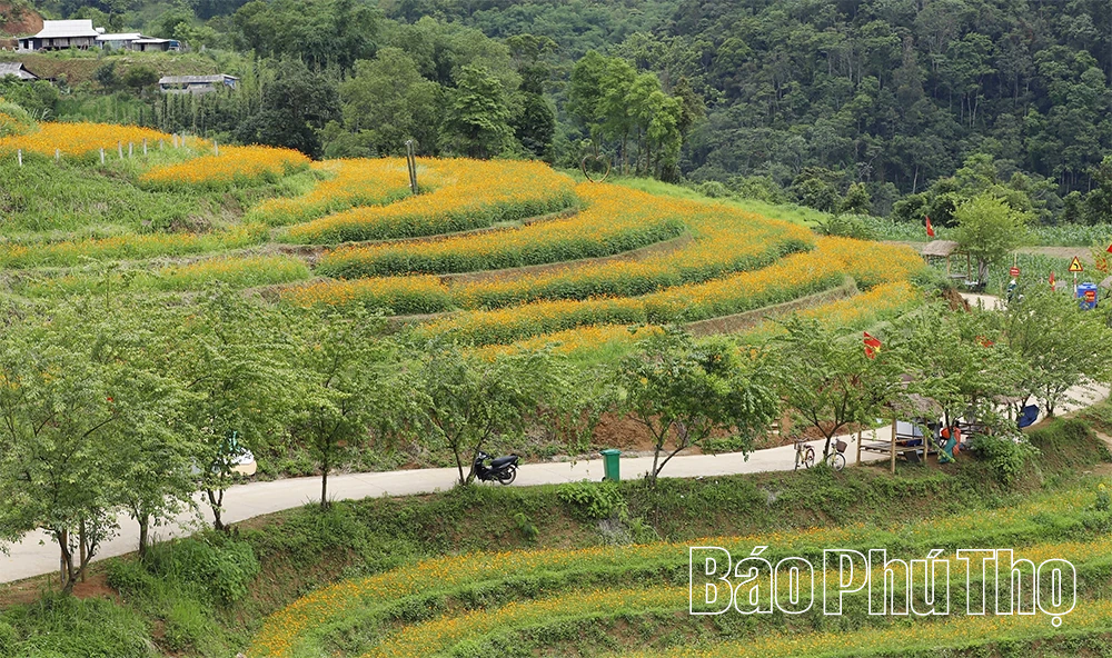 Xóm Mừng rực rỡ mùa hoa Sao Nhái