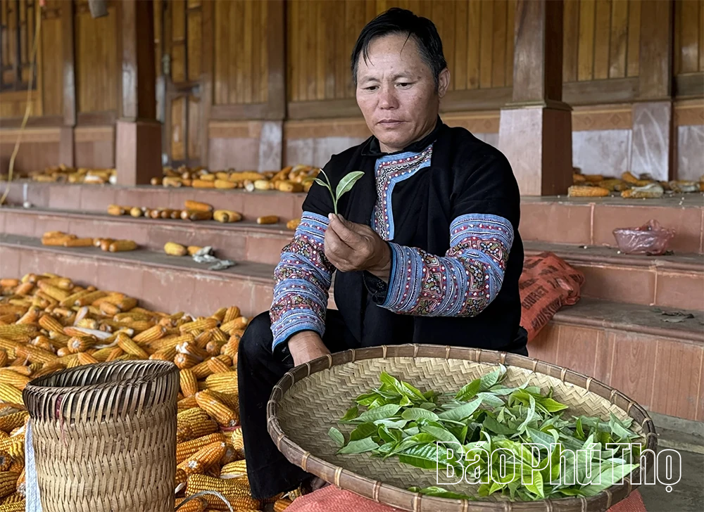 Khám phá quần thể chè Shan Tuyết cổ thụ ở Pà Cò