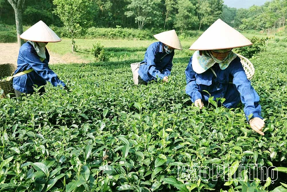 Ngọt thơm vị chè Đất Tổ