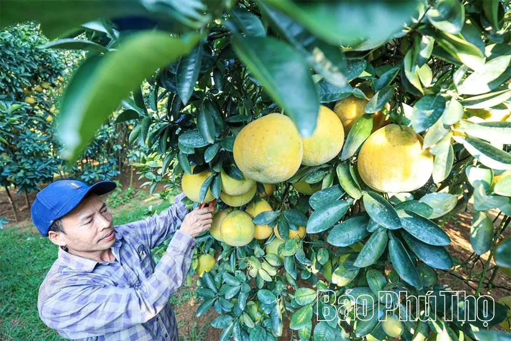 Thơm hương vị bưởi đỏ Tân Lạc