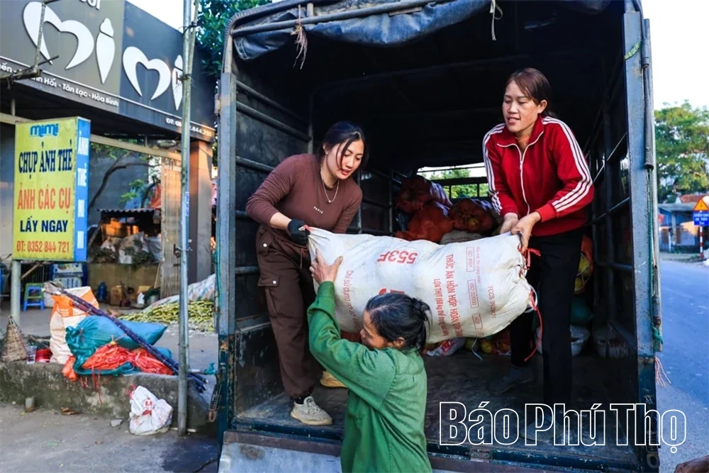Thơm hương vị bưởi đỏ Tân Lạc