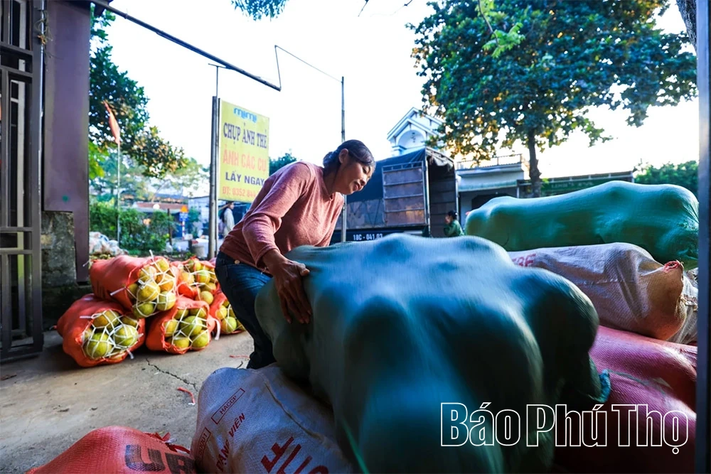 Thơm hương vị bưởi đỏ Tân Lạc