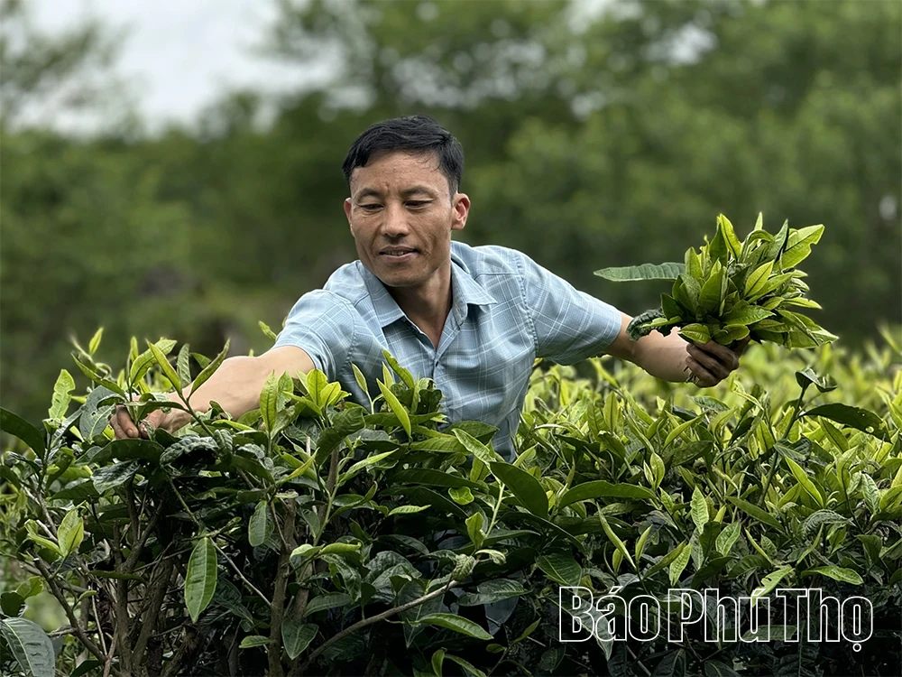 Khám phá quần thể chè Shan Tuyết cổ thụ ở Pà Cò