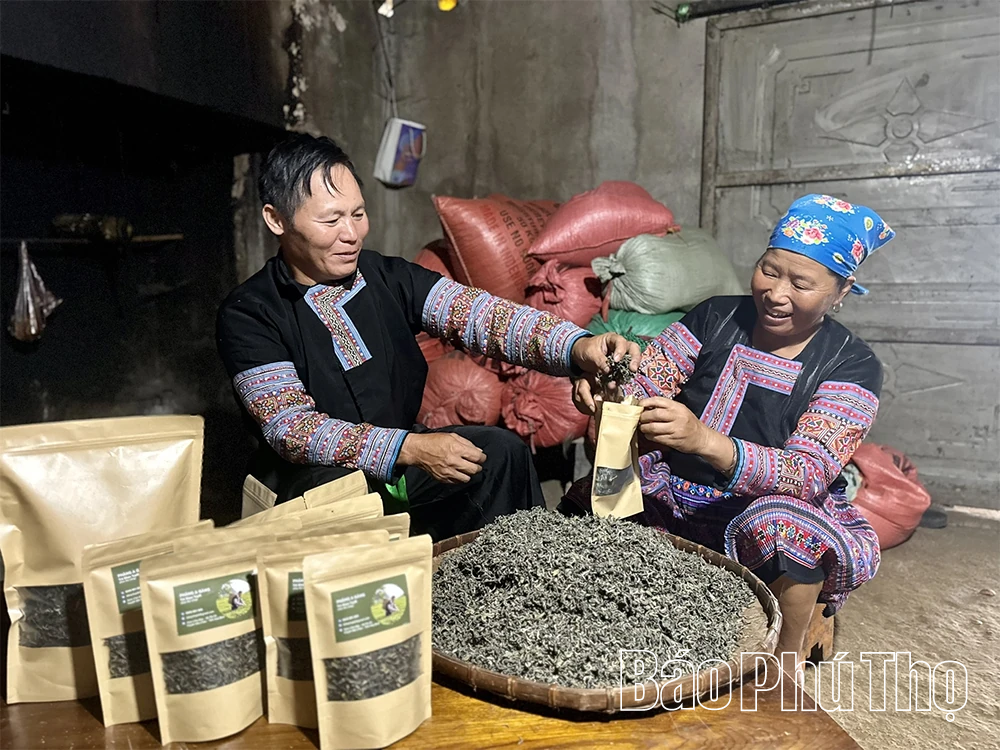 Khám phá quần thể chè Shan Tuyết cổ thụ ở Pà Cò