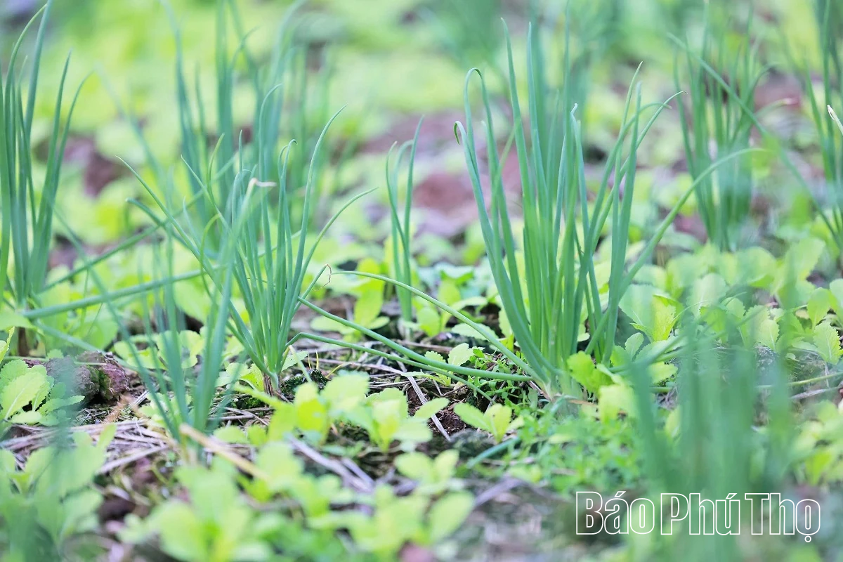 Hối hả trên đồng Tứ Xã