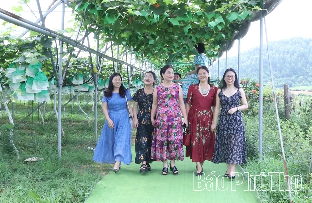 Check-in nông trại nho sạch Sông Lô