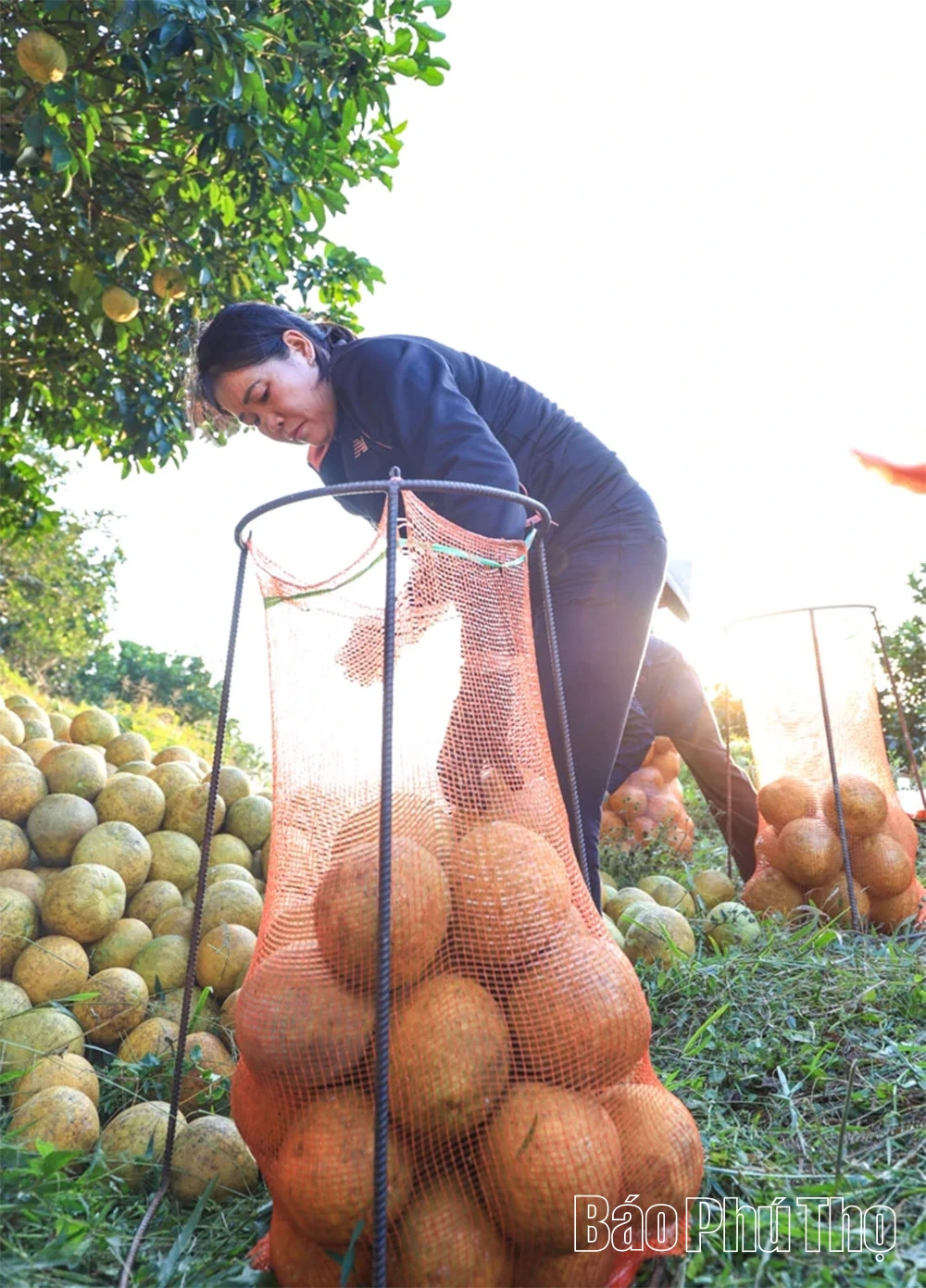 Thơm hương vị bưởi đỏ Tân Lạc