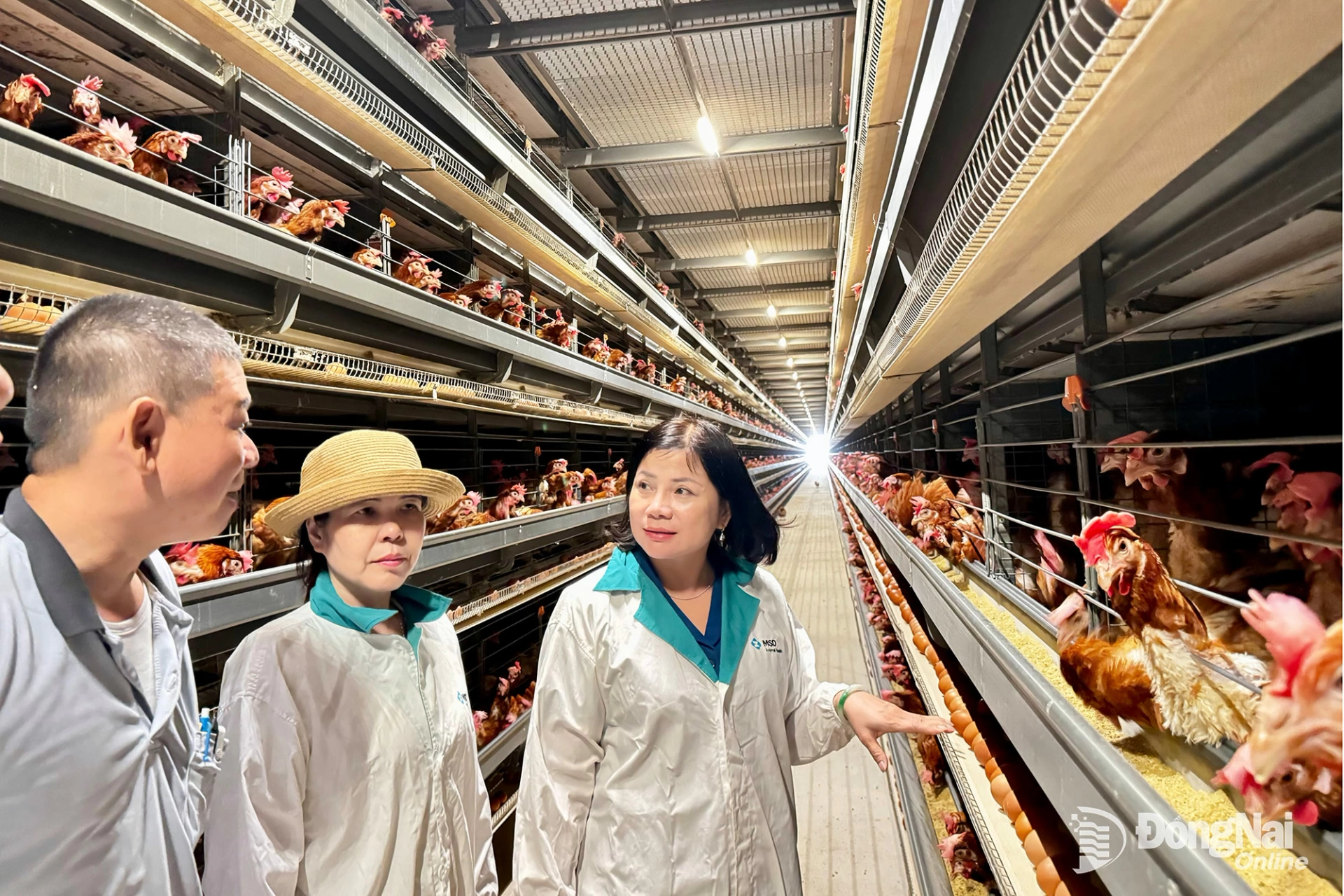 Phó Giám đốc Sở Nông nghiệp và Môi trường tỉnh Đồng Nai Lê Thị Ánh Tuyết khảo sát mô hình nuôi gà đẻ trứng tại Công ty TNHH Trịnh Đăng Khôi (xã Tân An). Ảnh: B.Nguyên