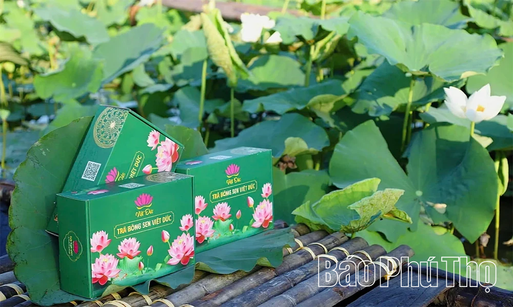 Hương sen gọi mùa