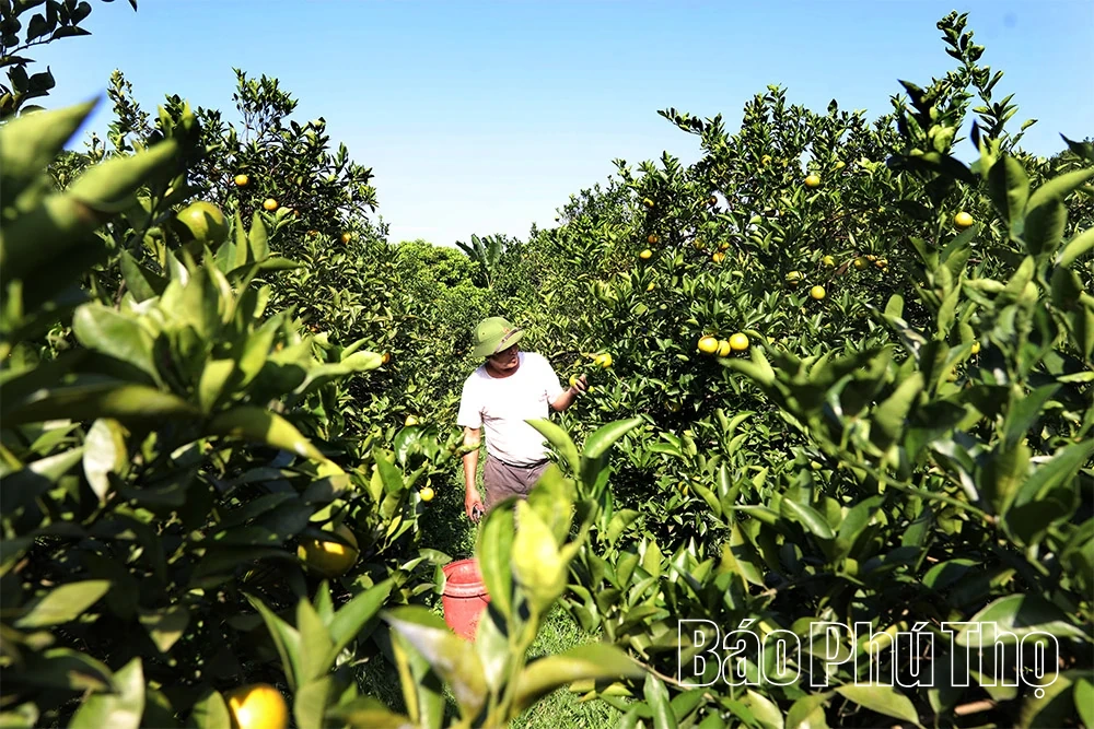 Mùa vàng Cao Phong