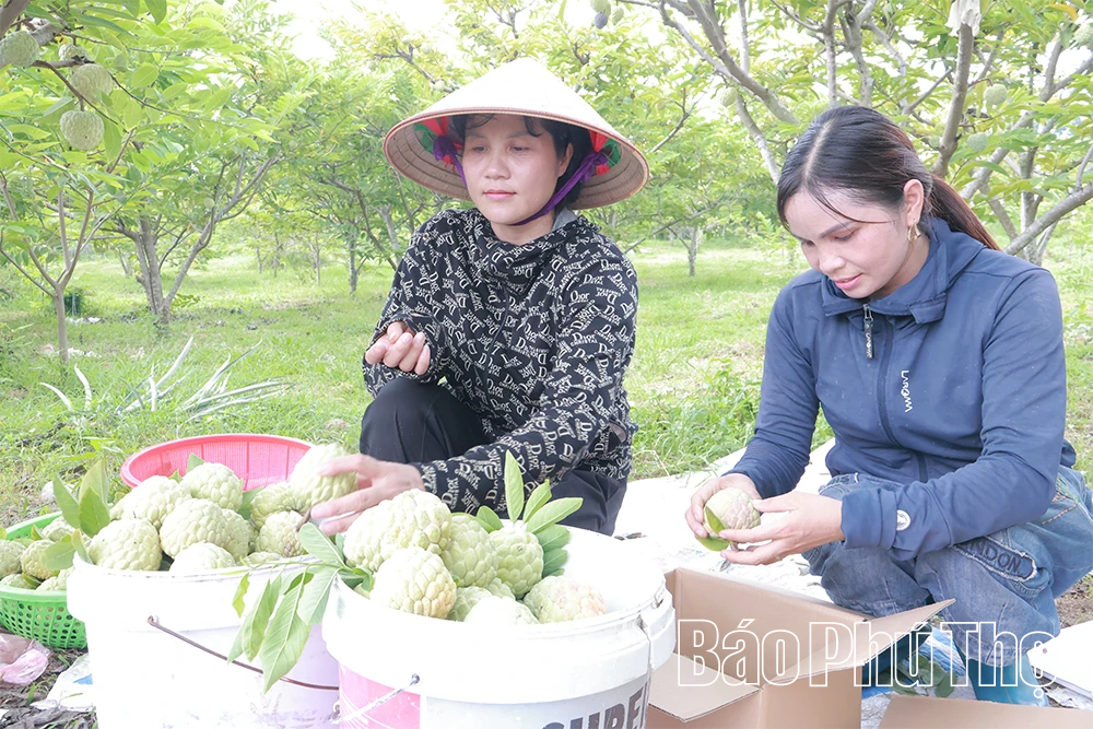Tìm về đặc sản na dai Bồ Lý
