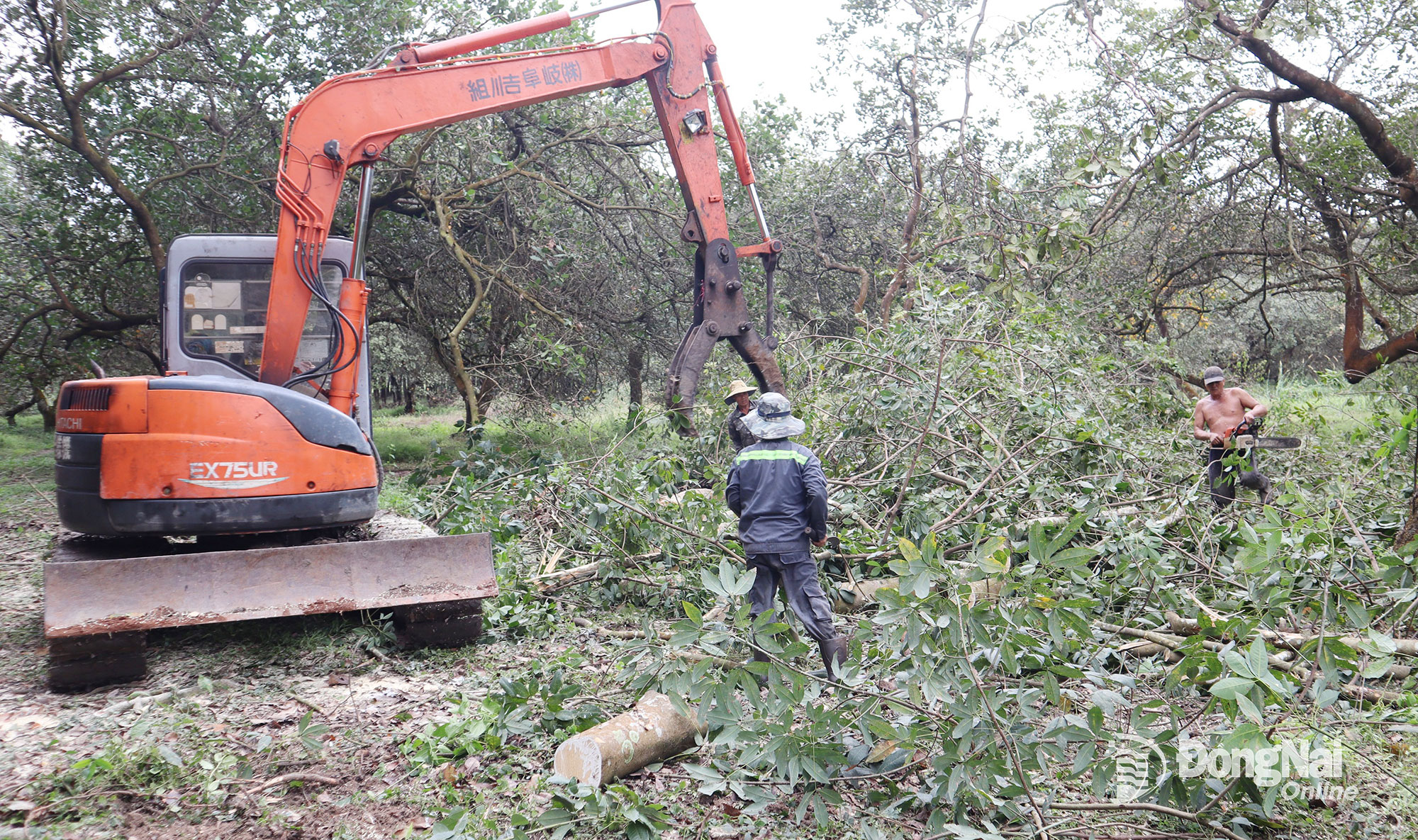 Người dân ở phường Bình Phước, tỉnh Đồng Nai cưa cắt vườn cây bàn giao mặt bằng Dự án Đường cao tốc Bắc - Nam phía Tây, đoạn Gia Nghĩa - Chơn Thành. Ảnh: Phạm Tùng