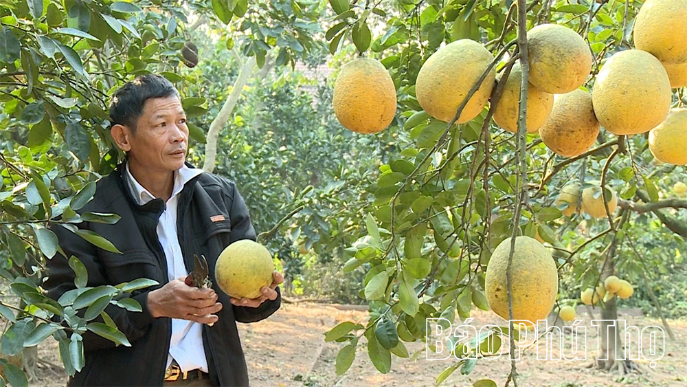 Bưởi Vĩnh Phú - “Hương vị đất Phủ”