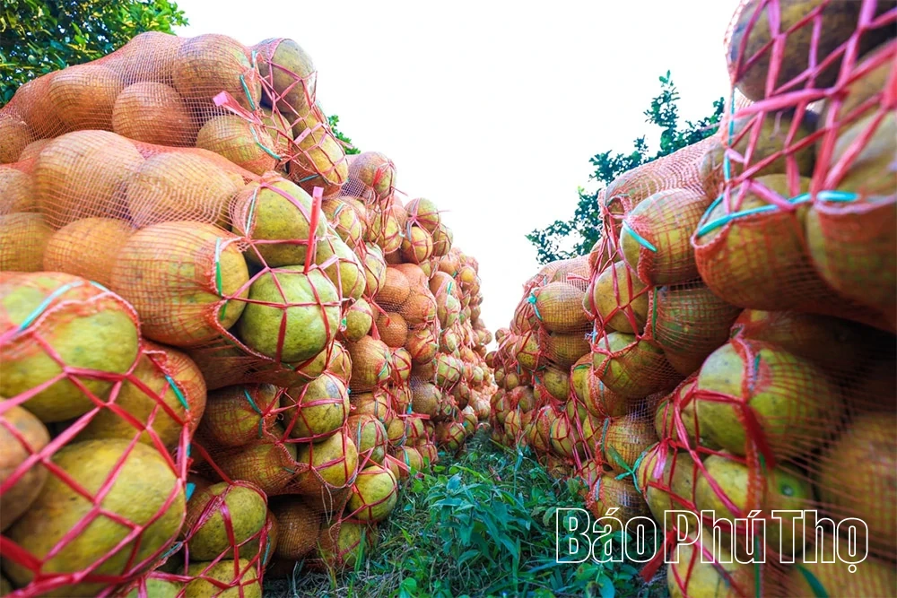 Thơm hương vị bưởi đỏ Tân Lạc