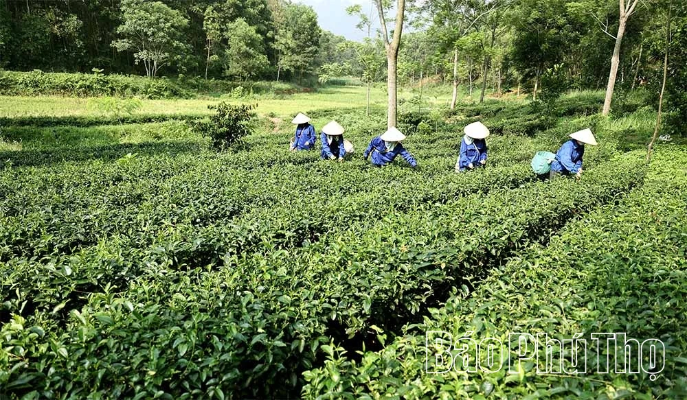 Ngọt thơm vị chè Đất Tổ