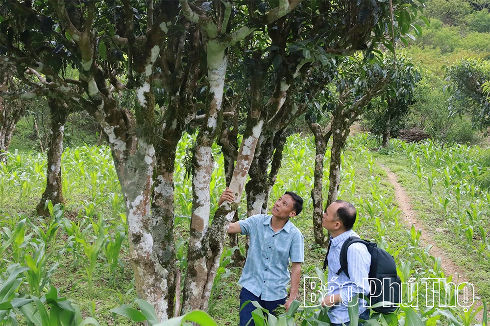 Khám phá quần thể chè Shan Tuyết cổ thụ ở Pà Cò