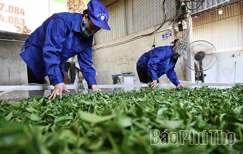 Ngọt thơm vị chè Đất Tổ