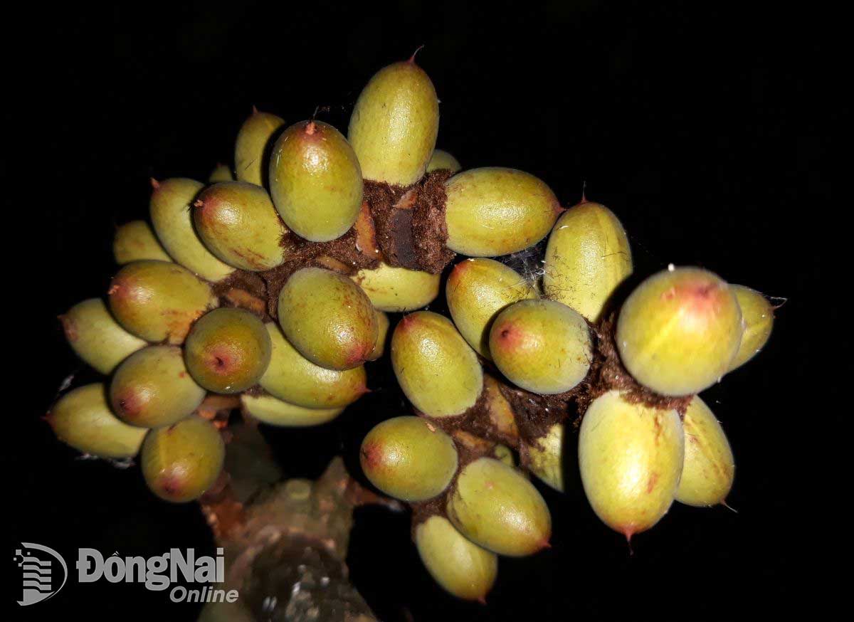 Một số loài dược liệu quý tại Khu Bảo tồn Thiên nhiên - Văn hóa Đồng Nai. Ảnh: Q.Trung