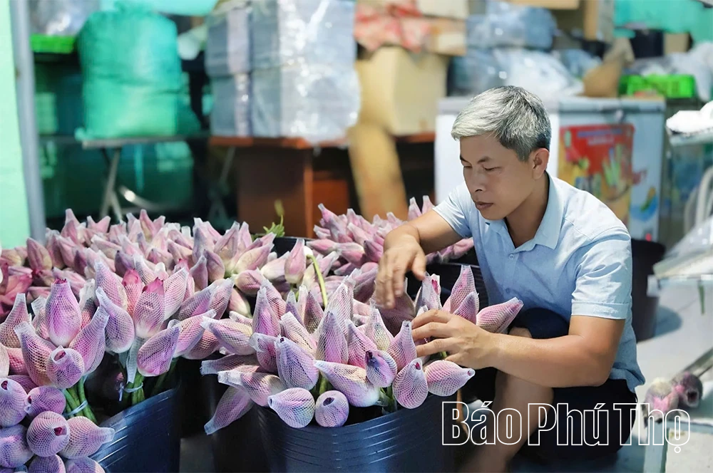 Hương sen gọi mùa