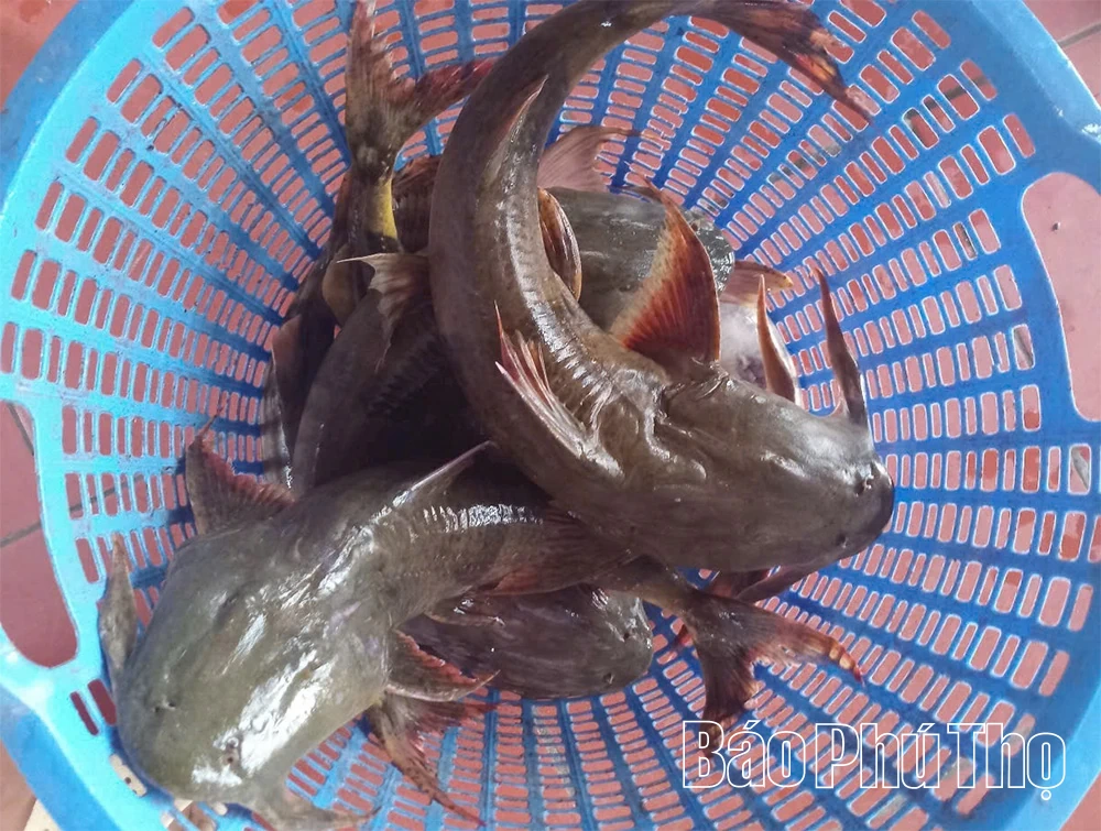 Những món ngon Đà giang