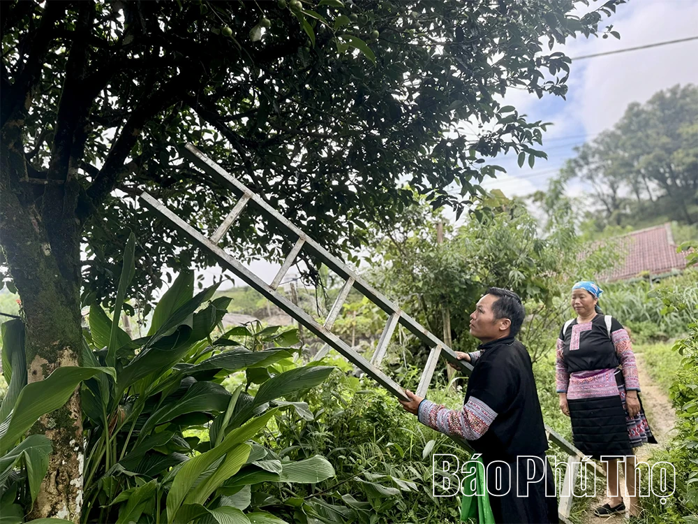 Khám phá quần thể chè Shan Tuyết cổ thụ ở Pà Cò