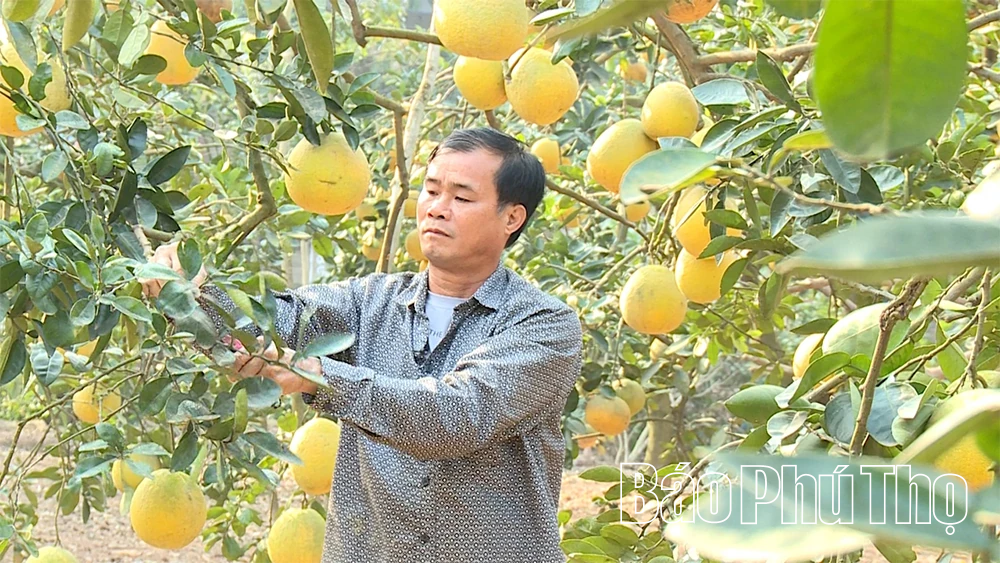 Bưởi Vĩnh Phú - “Hương vị đất Phủ”