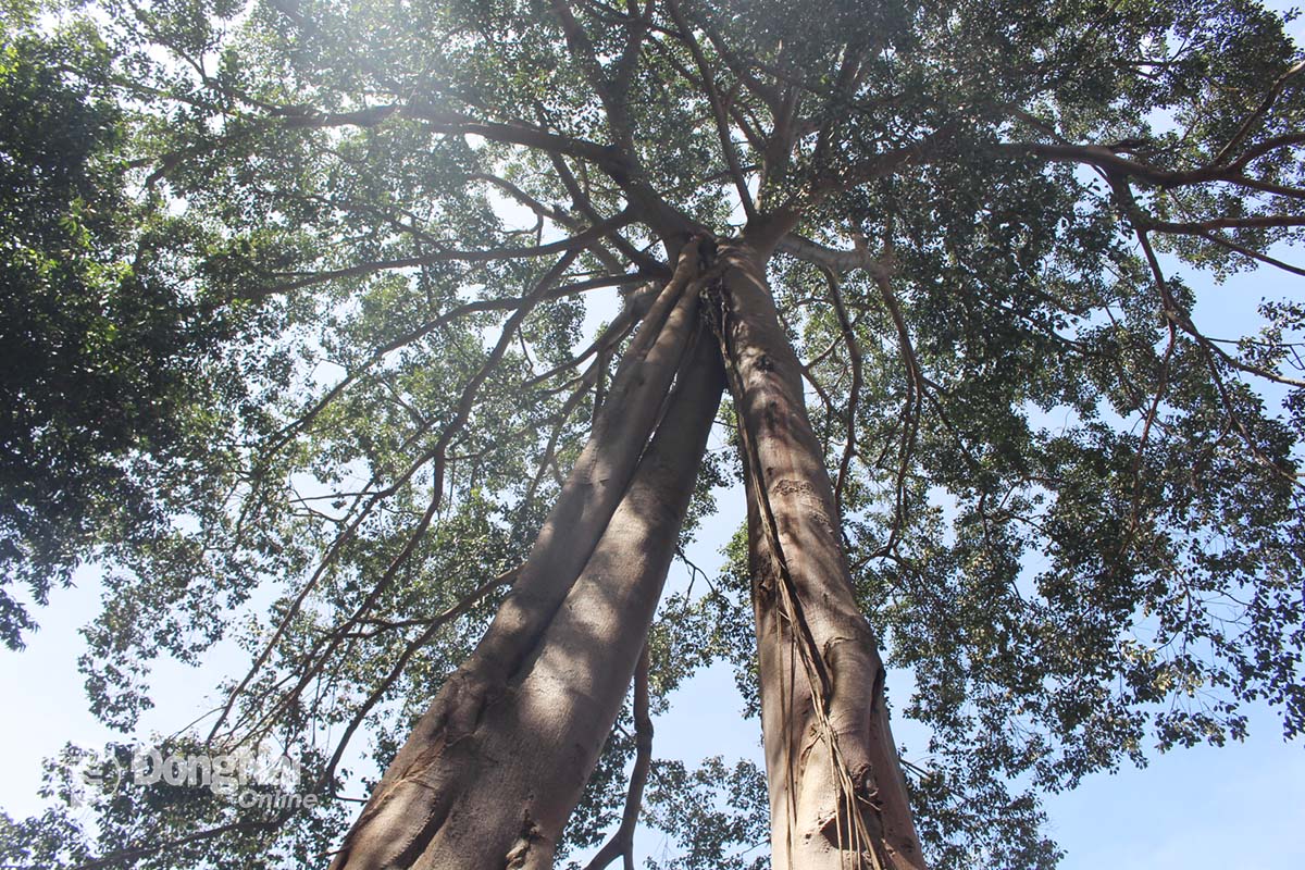 Cây đa 3 gốc 1 ngọn là điểm đến được rất nhiều du khách lựa chọn trong chuyến hành hương đến núi Chứa Chan. Ảnh: ĐVCC