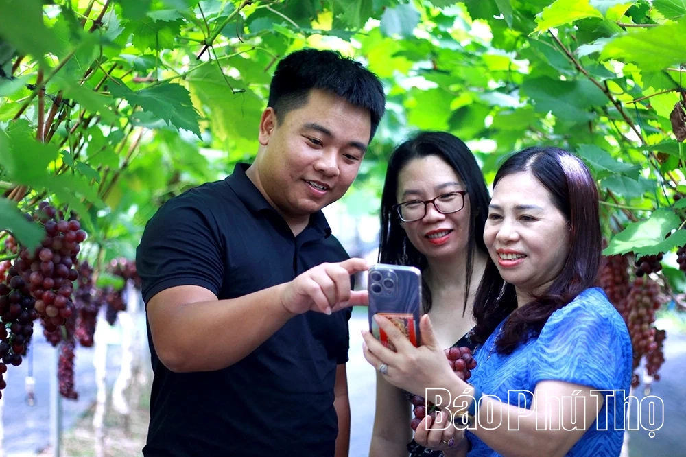 Check-in nông trại nho sạch Sông Lô