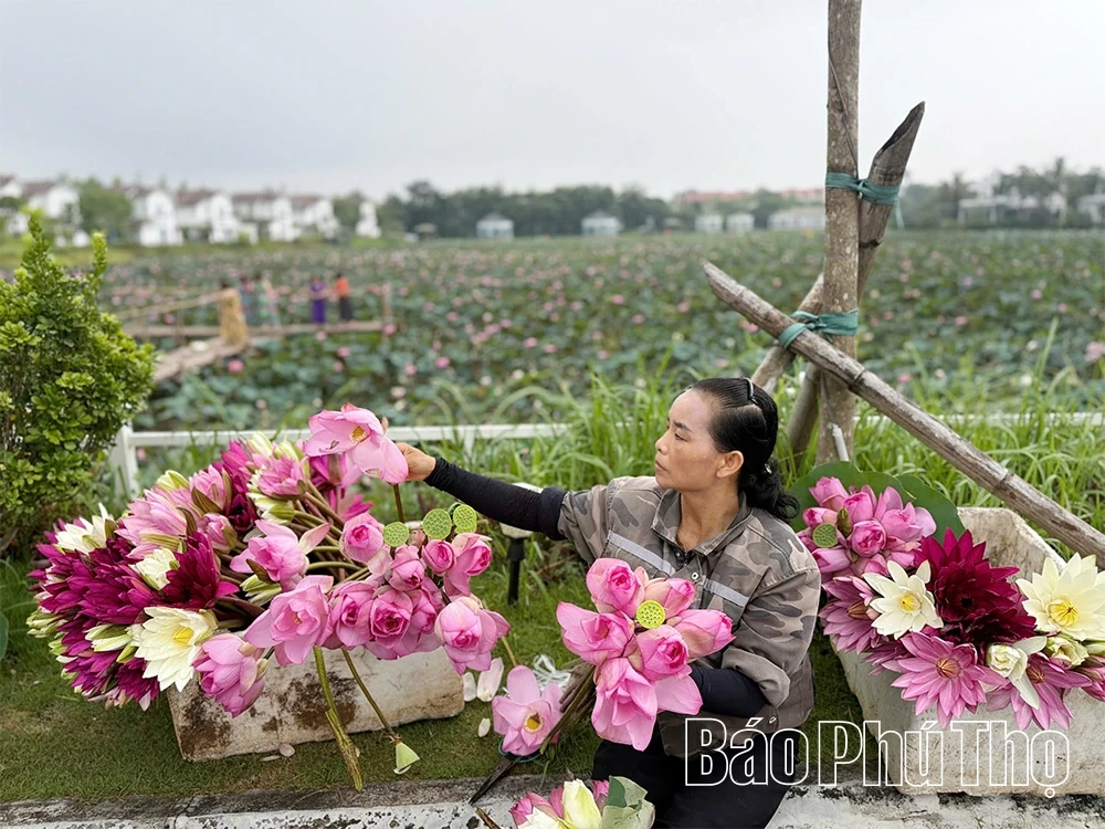 Sắc sen mùa Hạ - Điểm nhấn xanh giữa lòng Vườn Vua