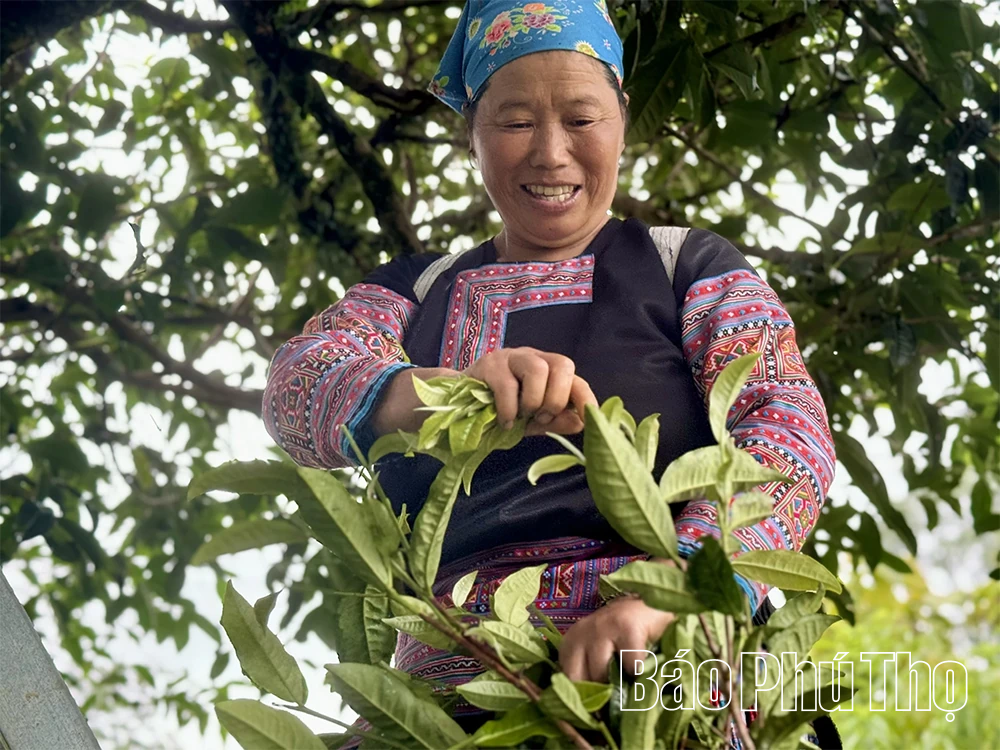 Khám phá quần thể chè Shan Tuyết cổ thụ ở Pà Cò