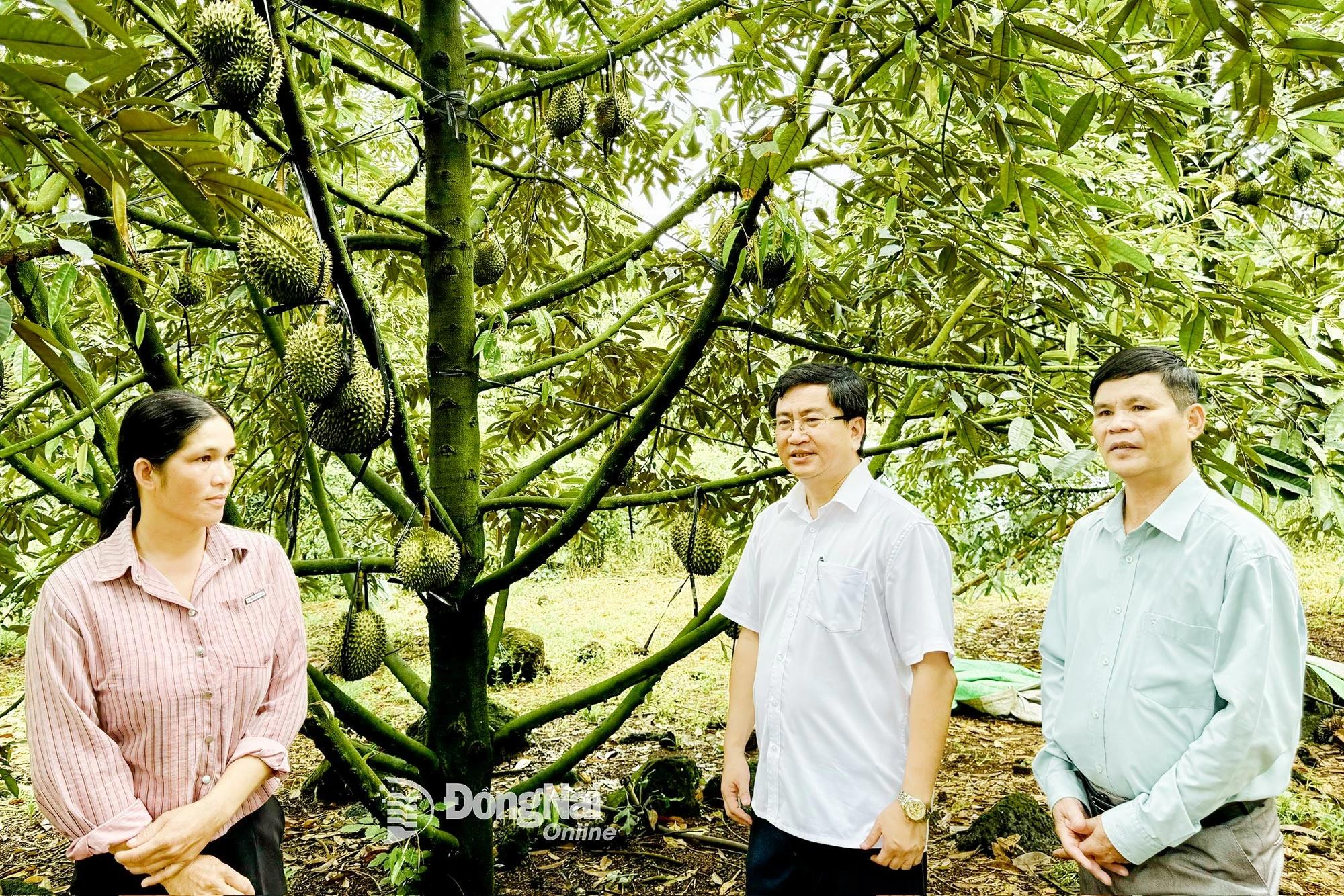 Đồng chí Đào Văn Tuấn, Bí thư Đảng ủy, Chủ tịch HĐND xã Phú Vinh (giữa), tham quan mô hình trồng sầu riêng cho hiệu quả kinh tế cao tại địa phương
