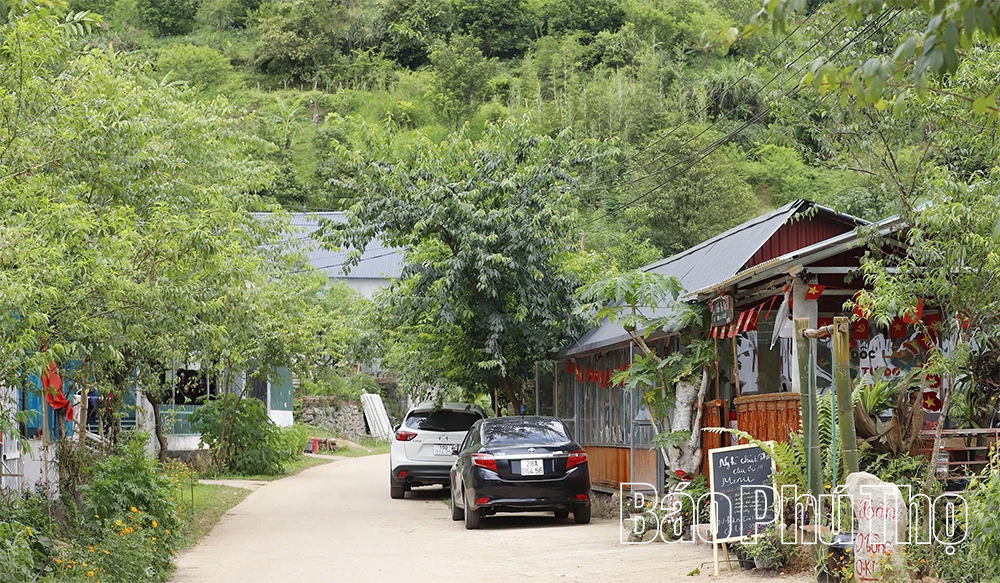 Xóm Mừng rực rỡ mùa hoa Sao Nhái