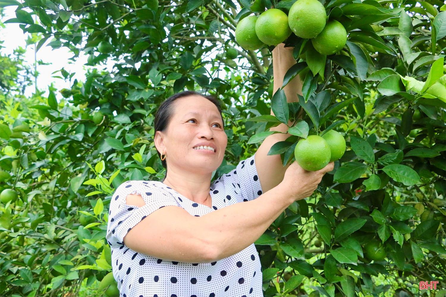 Những đồi cam trĩu quả ở xã Thượng Đức. bqbht_br_img-3048-copy.jpg