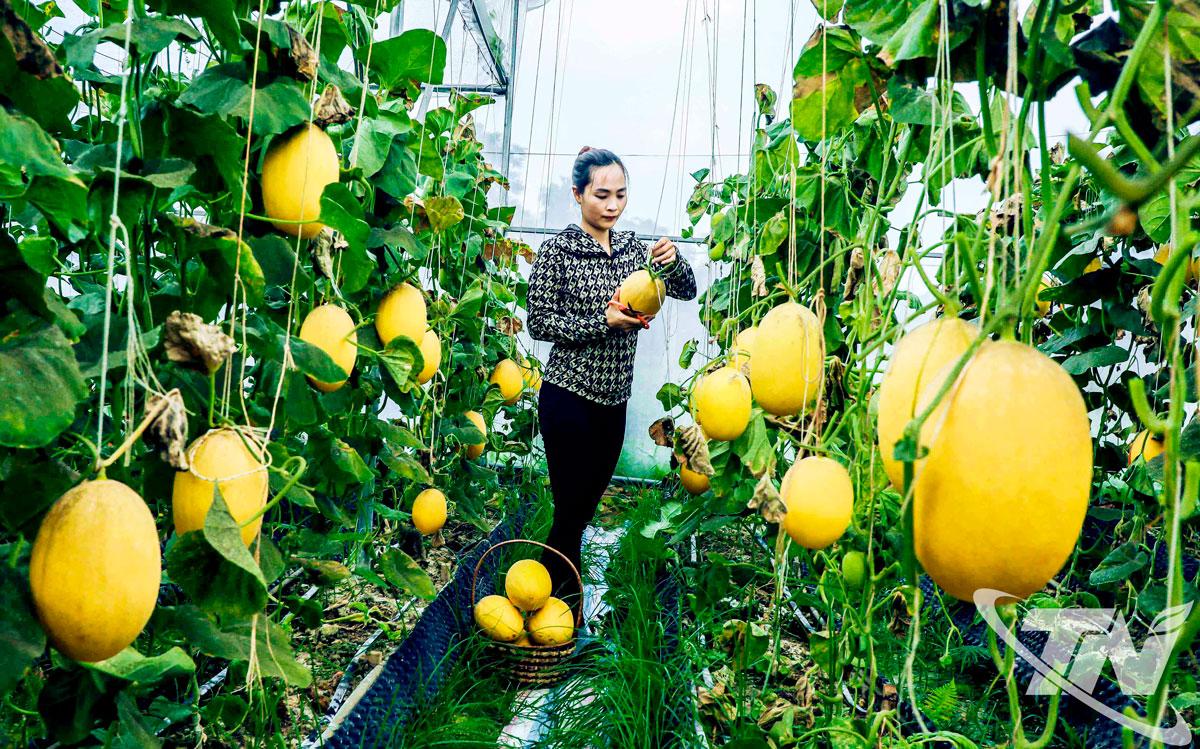 Mô hình sản xuất nông sản chất lượng cao phát triển ở nhiều địa phương trong tỉnh.