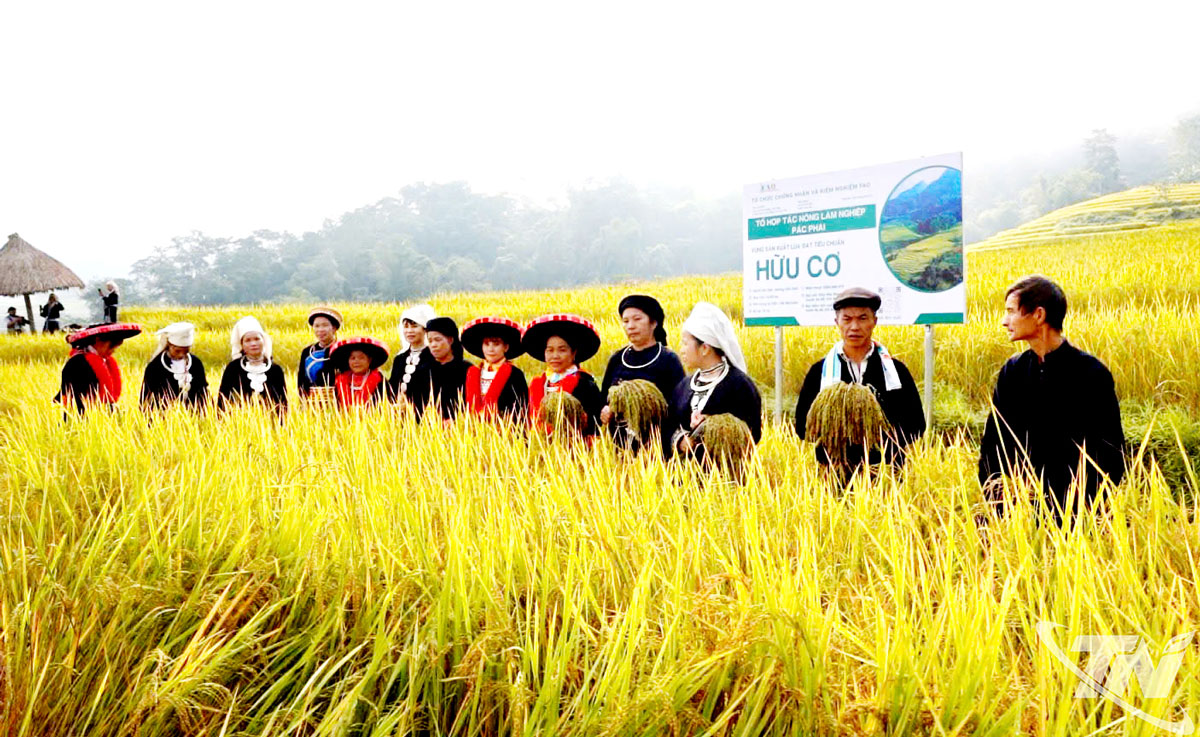 Mô hình cấy lúa hữu cơ ở xã Ba Bể giúp người dân nâng cao thu nhập. Ảnh: T.L